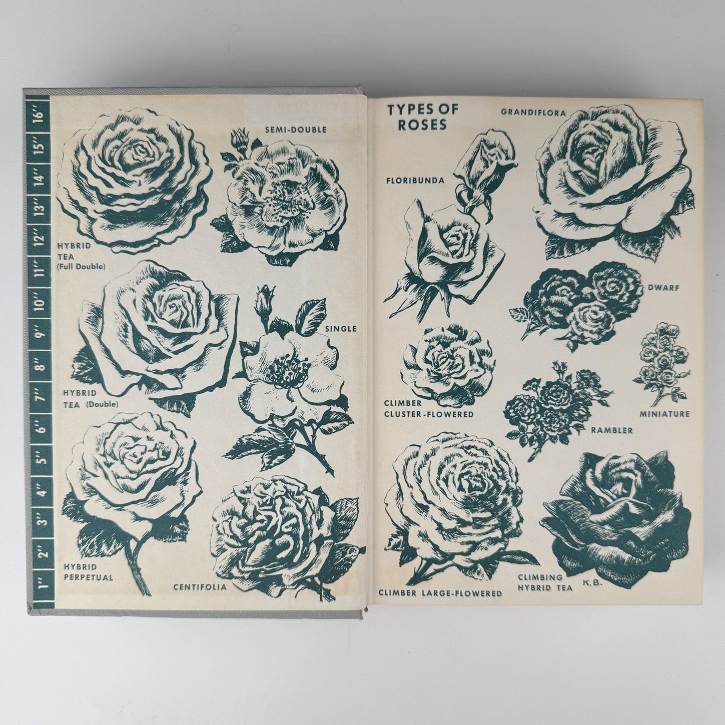 The Rockwells' Complete Book of Roses, 1966 - Pretty Old Books