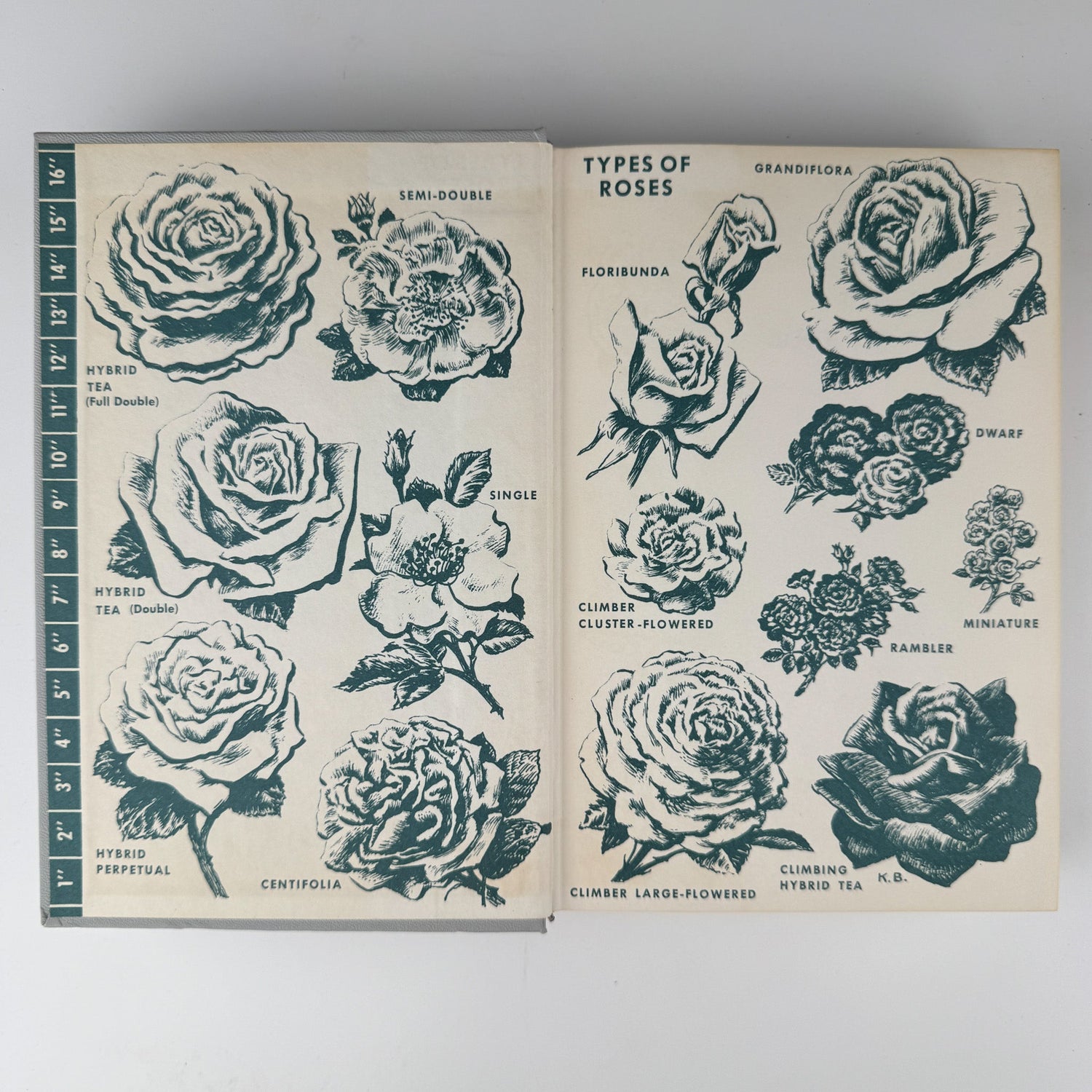 The Rockwells' Complete Book of Roses, 1966 - Pretty Old Books