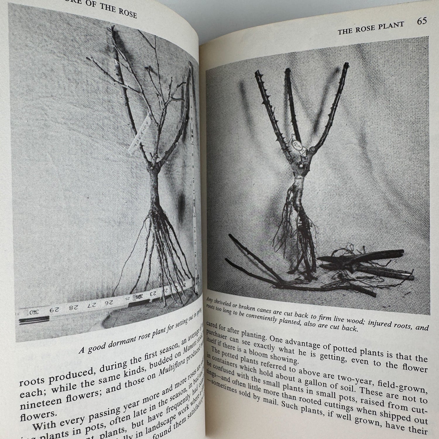 The Rockwells' Complete Book of Roses, 1966 - Pretty Old Books