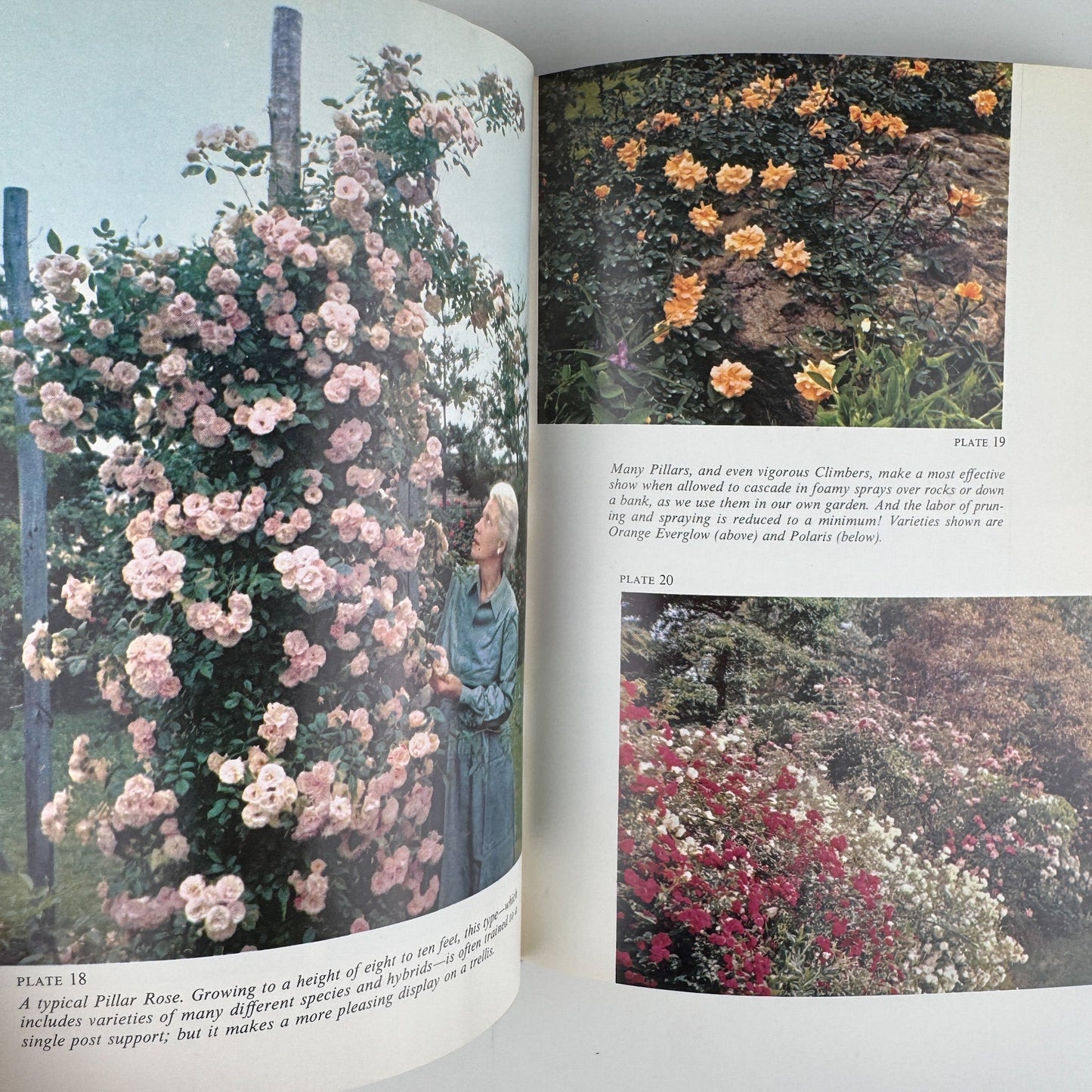 The Rockwells' Complete Book of Roses, 1966 - Pretty Old Books
