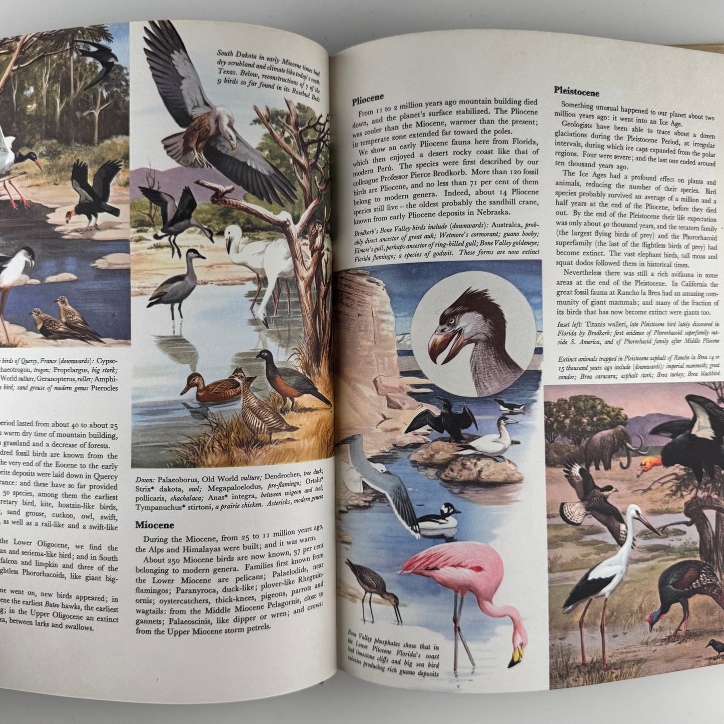 The World of Birds, James Fisher and Roger Tory Peterson, 1964 Illustrated Oversized Hardcover - Pretty Old Books