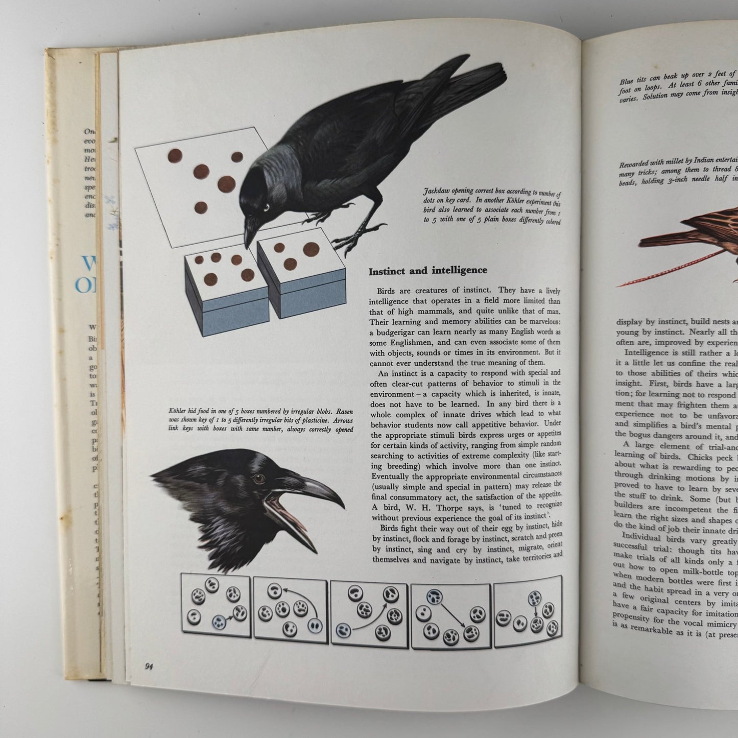 The World of Birds, James Fisher and Roger Tory Peterson, 1964 Illustrated Oversized Hardcover - Pretty Old Books