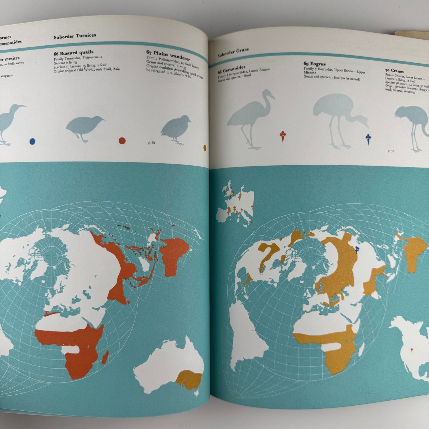 The World of Birds, James Fisher and Roger Tory Peterson, 1964 Illustrated Oversized Hardcover - Pretty Old Books
