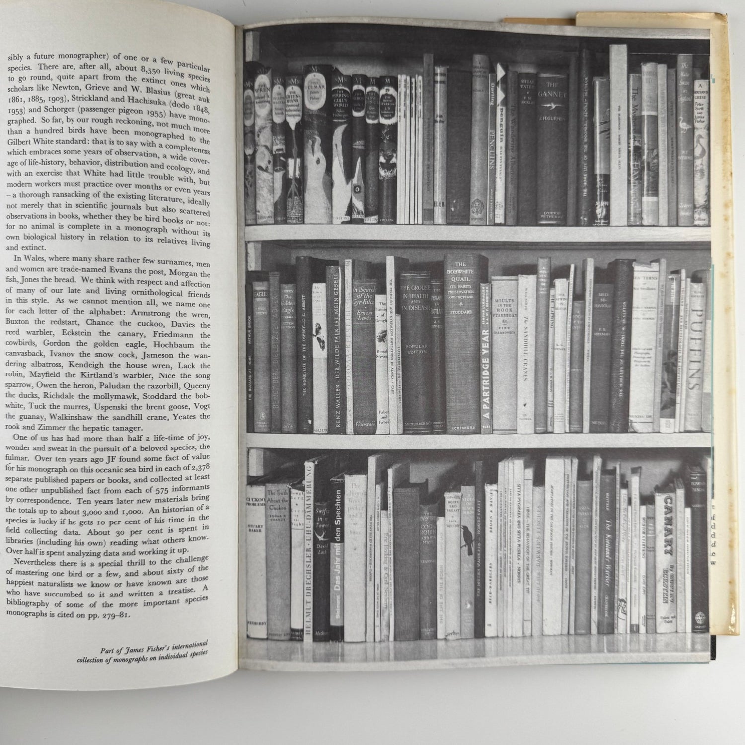 The World of Birds, James Fisher and Roger Tory Peterson, 1964 Illustrated Oversized Hardcover - Pretty Old Books