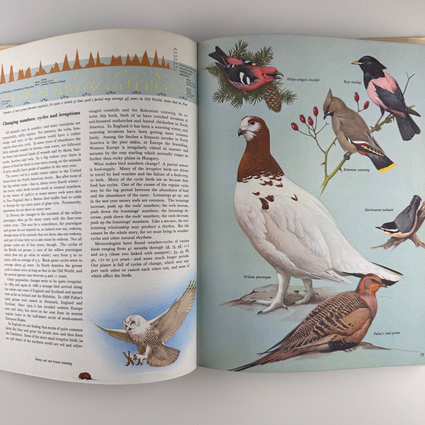 The World of Birds, James Fisher and Roger Tory Peterson, 1964 Illustrated Oversized Hardcover - Pretty Old Books