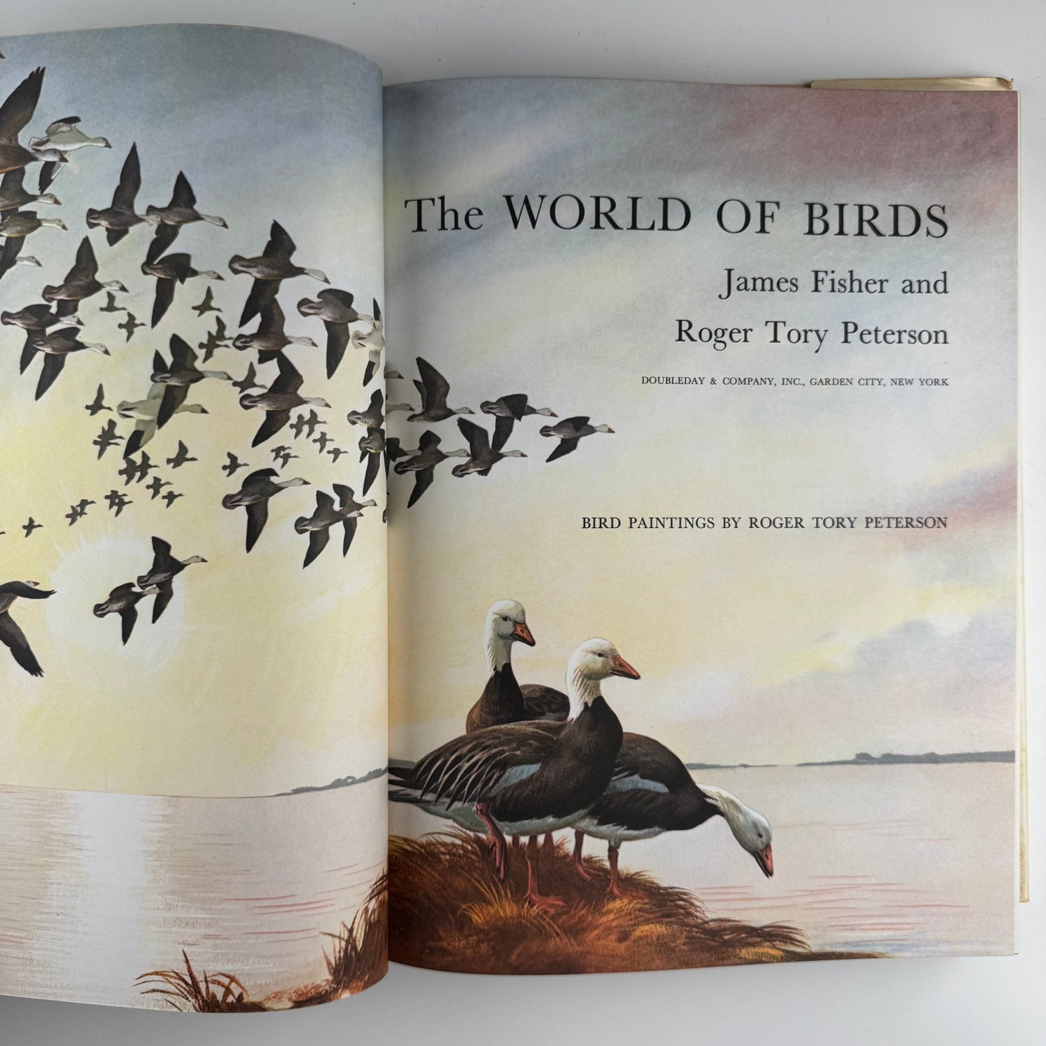 The World of Birds, James Fisher and Roger Tory Peterson, 1964 Illustrated Oversized Hardcover - Pretty Old Books