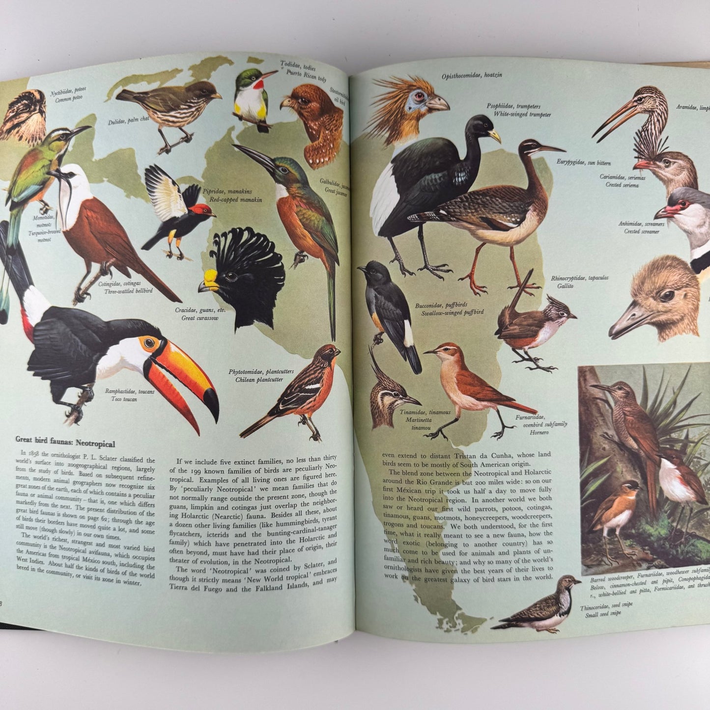 The World of Birds, James Fisher and Roger Tory Peterson, 1964 Illustrated Oversized Hardcover - Pretty Old Books