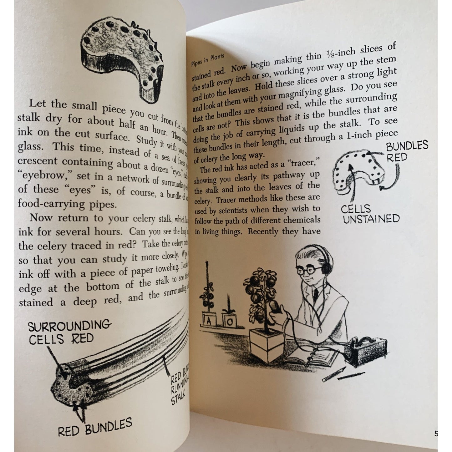 Through the Magnifying Glass, 1954 Hardcover Illustrated Science Book for Kids - Pretty Old Books