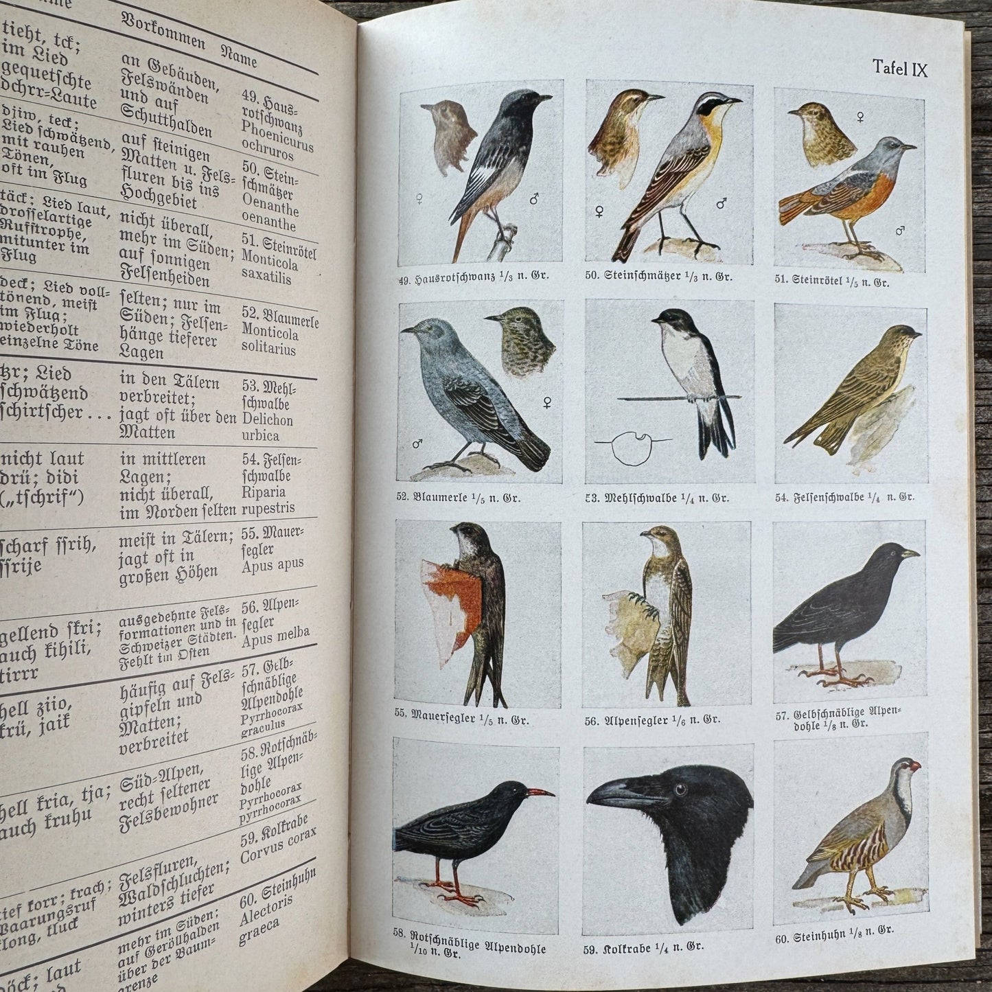 Was find ich in den Alpen? Identification Guide to Alpine Plants & Animals (1937) - Pretty Old Books