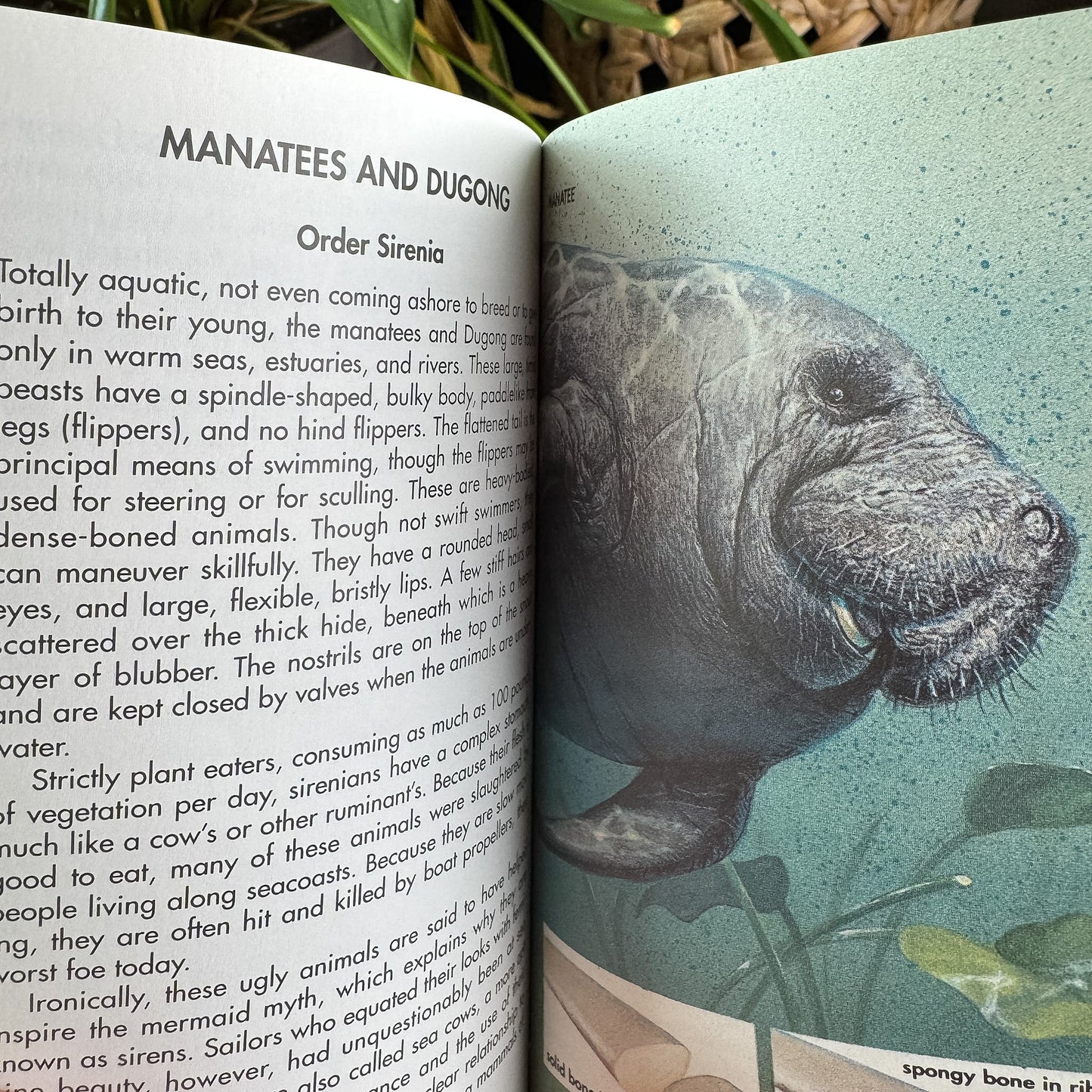 Whales and Other Marine Mammals, A Golden Guide, 1990 - Pretty Old Books
