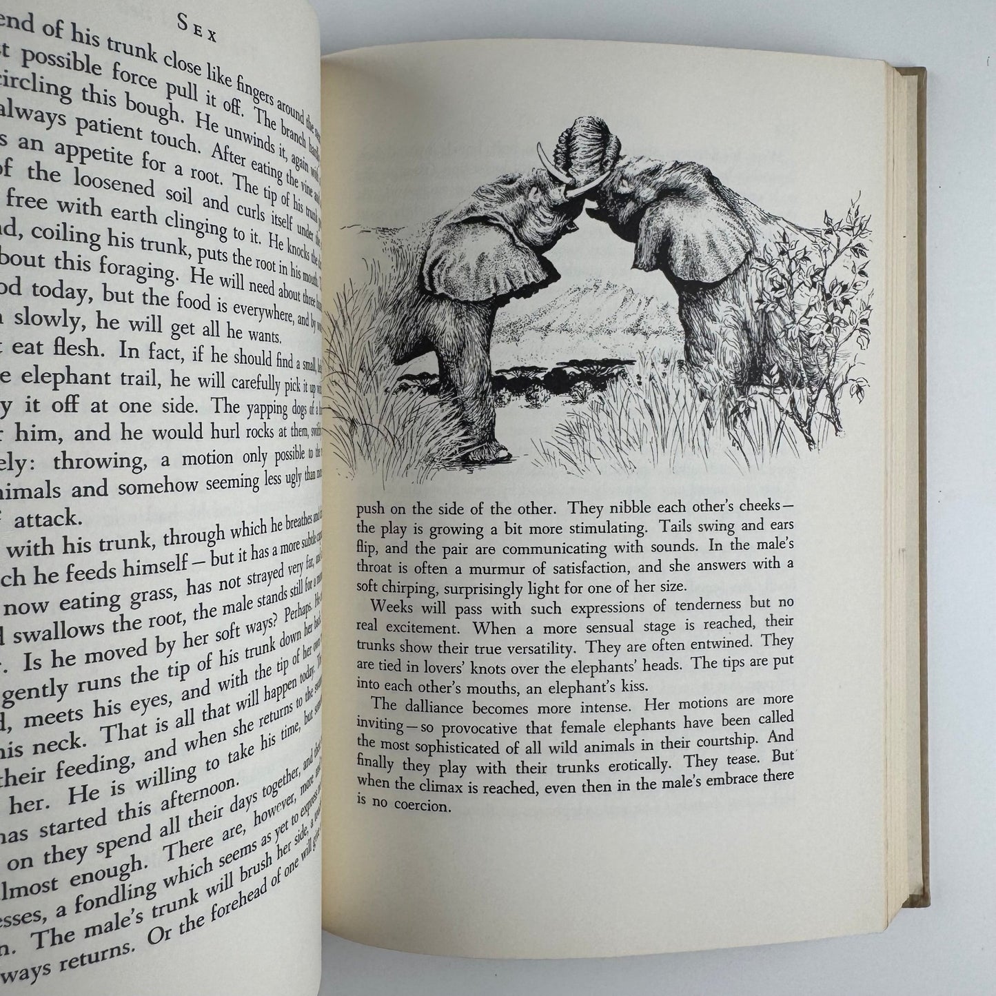 Wild Heritage, Sally Carrighar, Illustrated Animal Behavior Hardcover, 1965 - Pretty Old Books