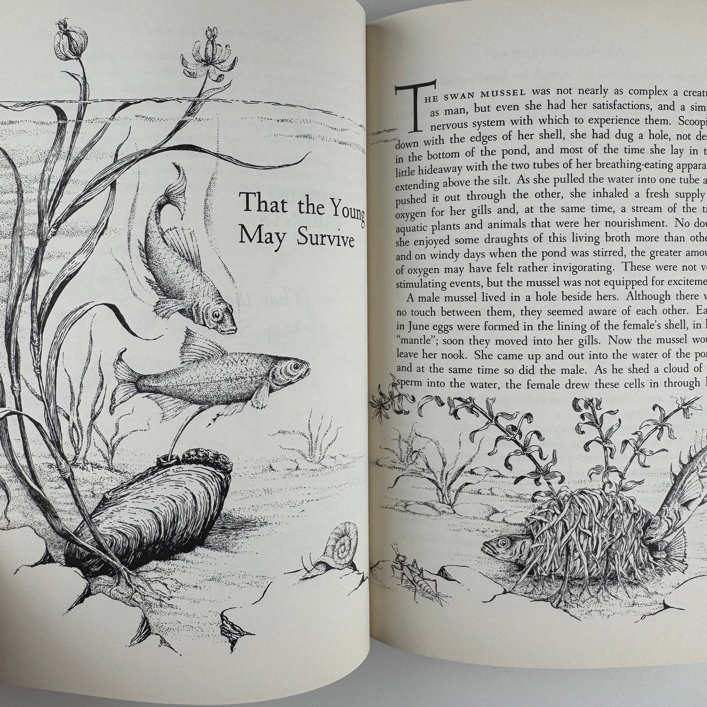 Wild Heritage, Sally Carrighar, Illustrated Animal Behavior Hardcover, 1965 - Pretty Old Books