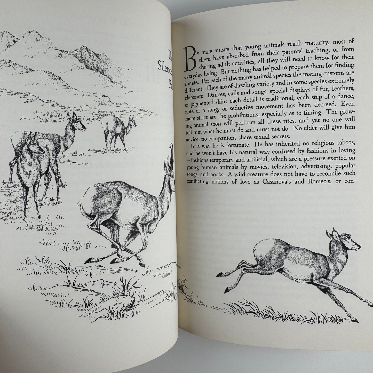 Wild Heritage, Sally Carrighar, Illustrated Animal Behavior Hardcover, 1965 - Pretty Old Books