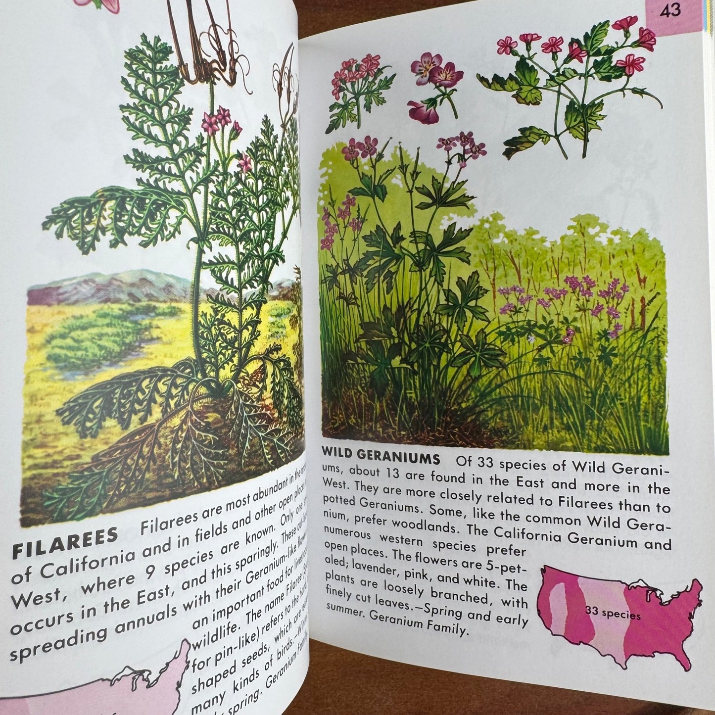 Wildflowers A Golden Guide 2002 Paperback - Pretty Old Books