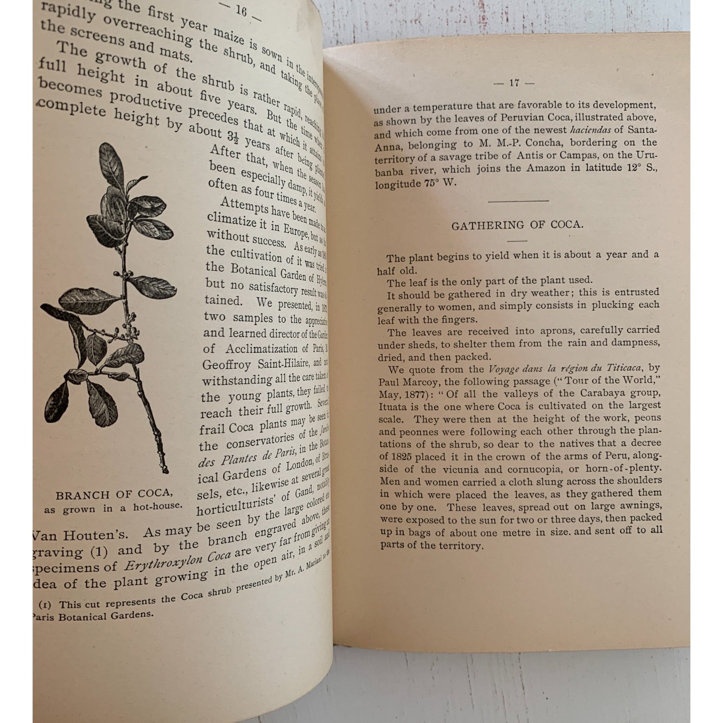 Coca and Its Therapeutic Application, Second Edition, 1892, Hardcover, Rare - Pretty Old Books