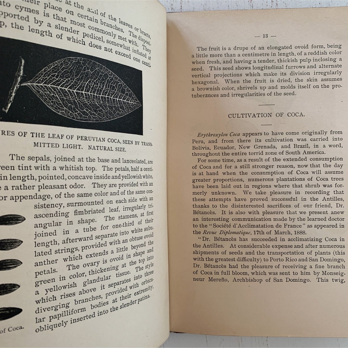 Coca and Its Therapeutic Application, Second Edition, 1892, Hardcover, Rare - Pretty Old Books