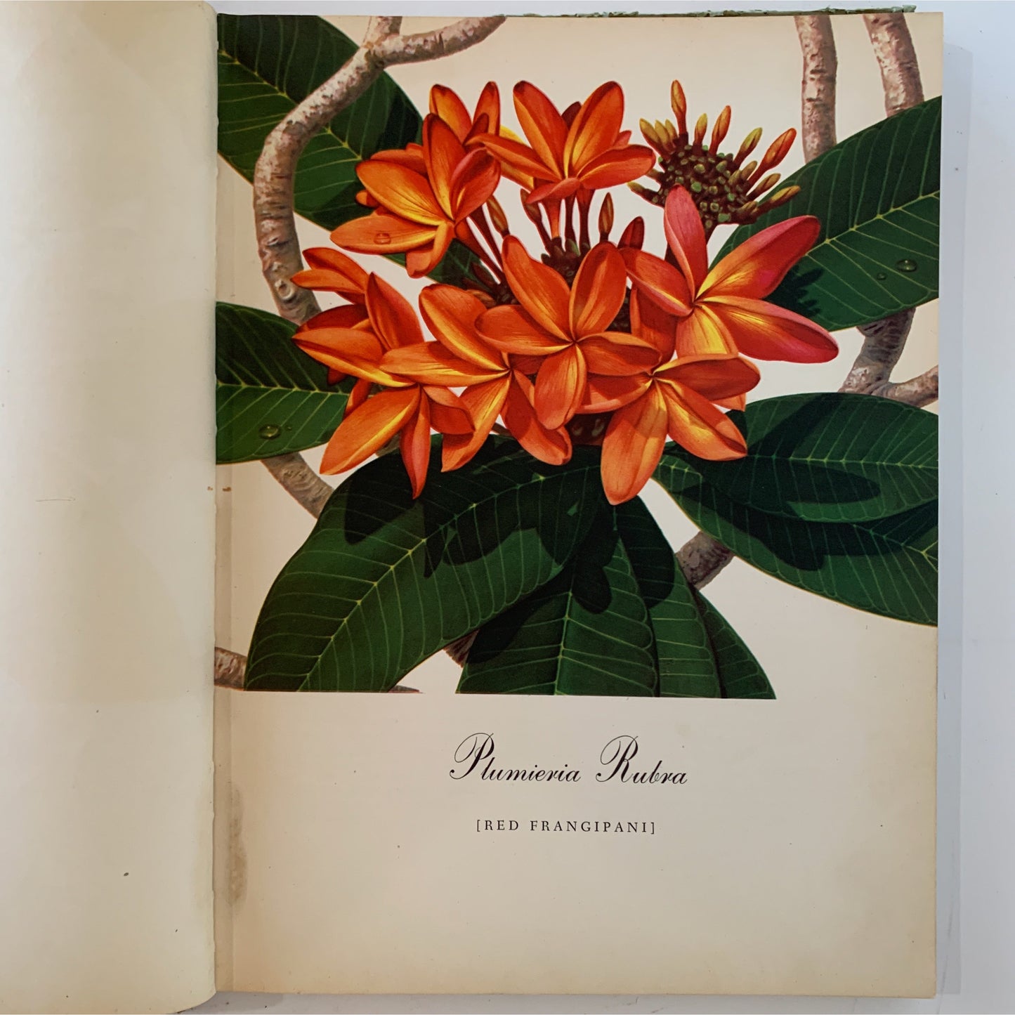 Flowering Trees of the Caribbean, 1951 Illustrated Botanical Book