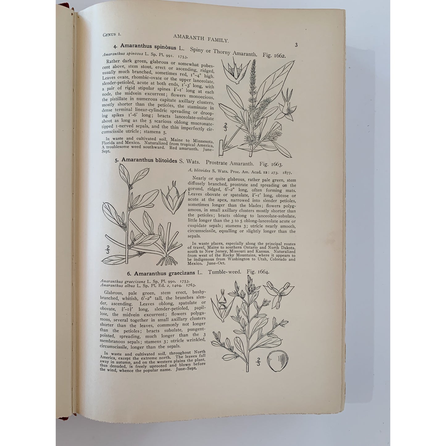 An Illustrated Flora of the United States, Canada, and the British Possessions, 1936
