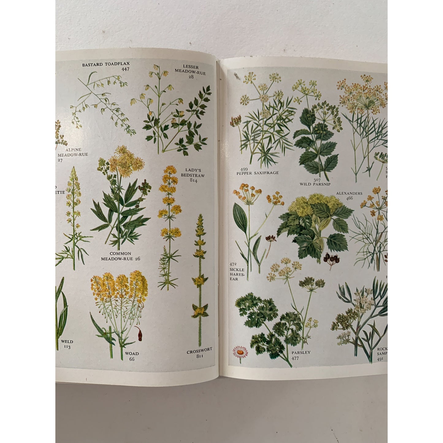 The Pocket Guide to Wild Flowers, 1961 British Field Guide, Illustrated