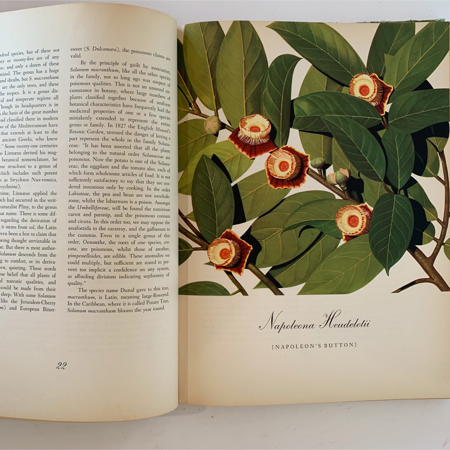 Flowering Trees of the Caribbean, 1951 Illustrated Botanical Book