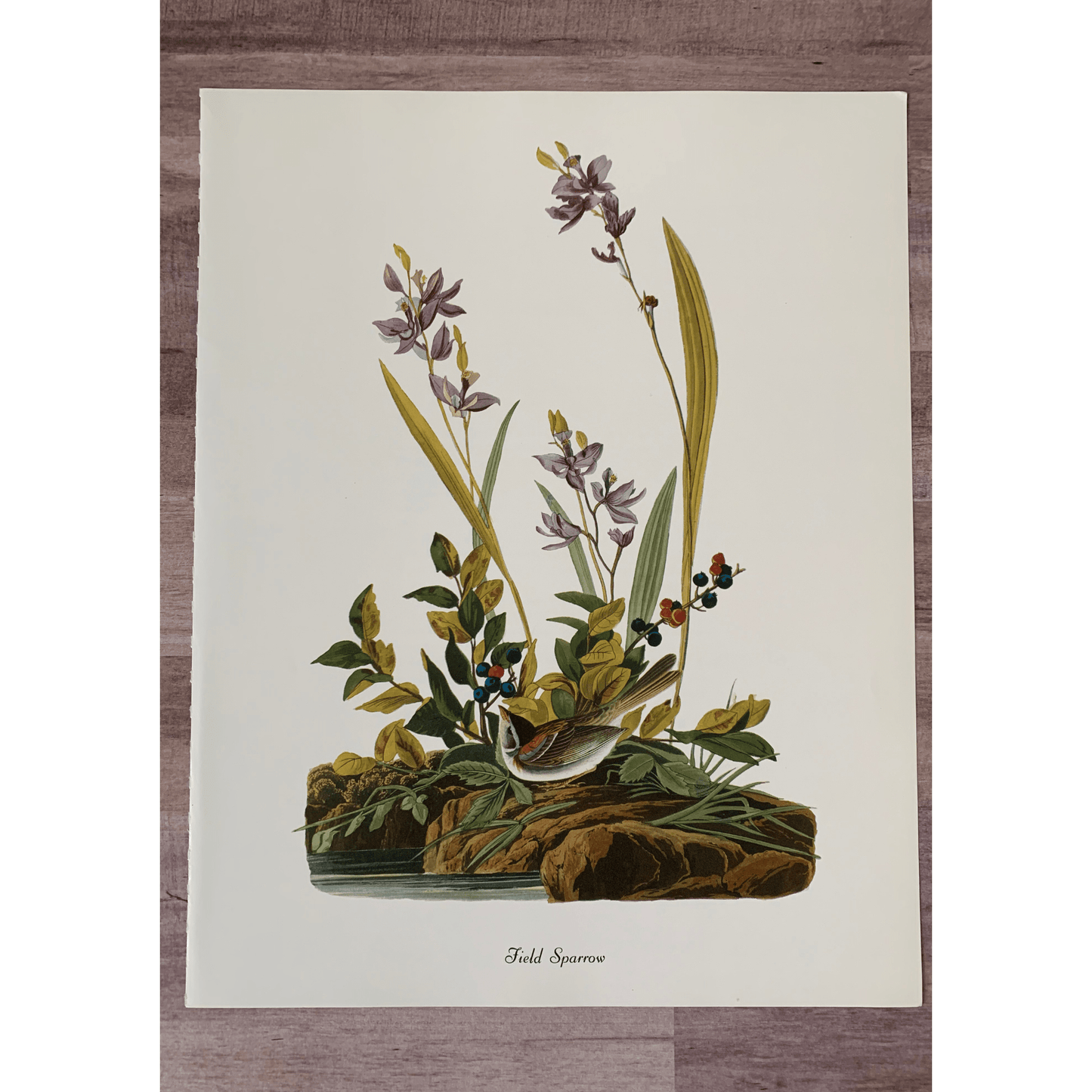 True Vintage Audubon Birds Prints, Authentic Old Book Plates for Framing, Bird Art Set - Pretty Old Books
