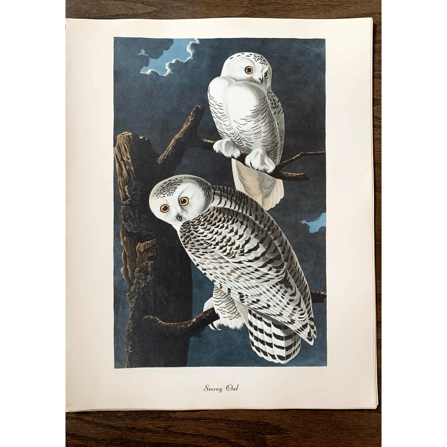 True Vintage Audubon Birds Prints, Authentic Old Book Plates for Framing, Bird Art Set - Pretty Old Books