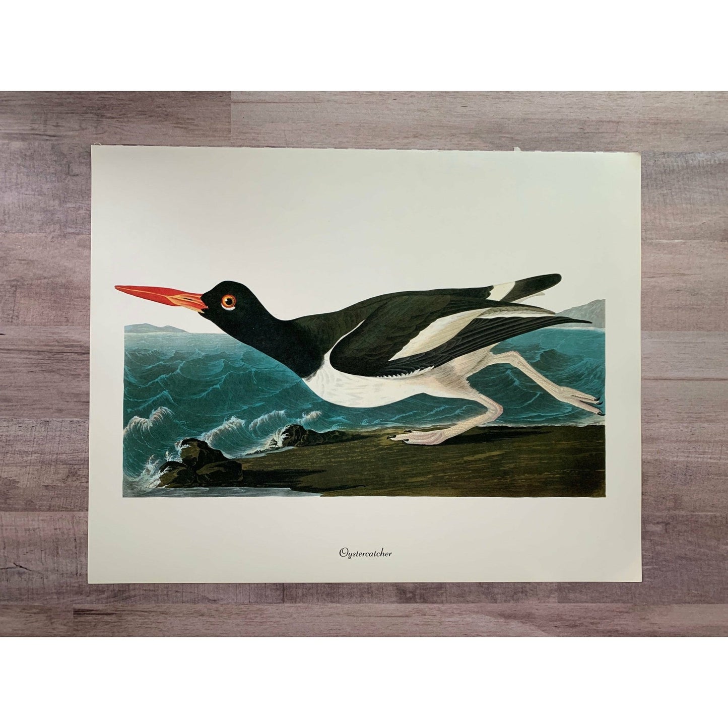 True Vintage Audubon Birds Prints, Authentic Old Book Plates for Framing, Bird Art Set - Pretty Old Books