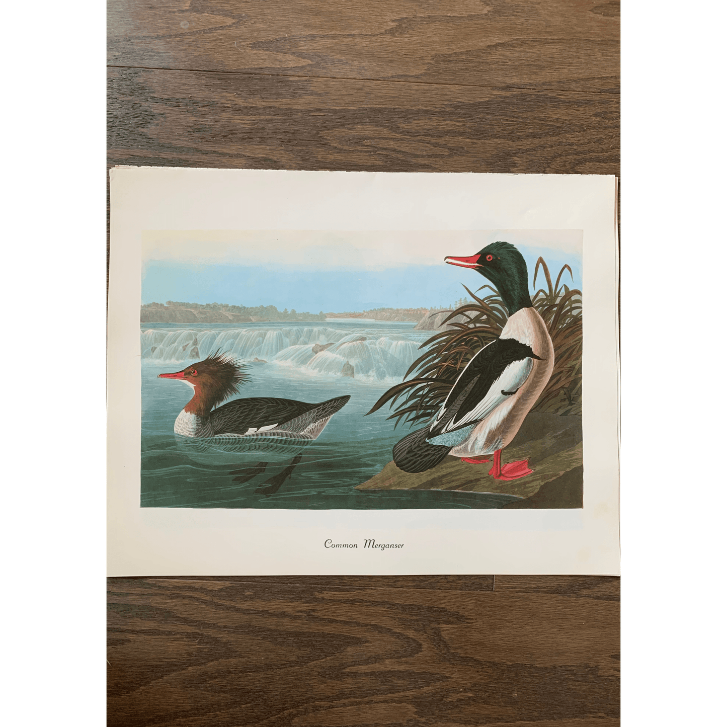True Vintage Audubon Birds Prints, Authentic Old Book Plates for Framing, Bird Art Set - Pretty Old Books