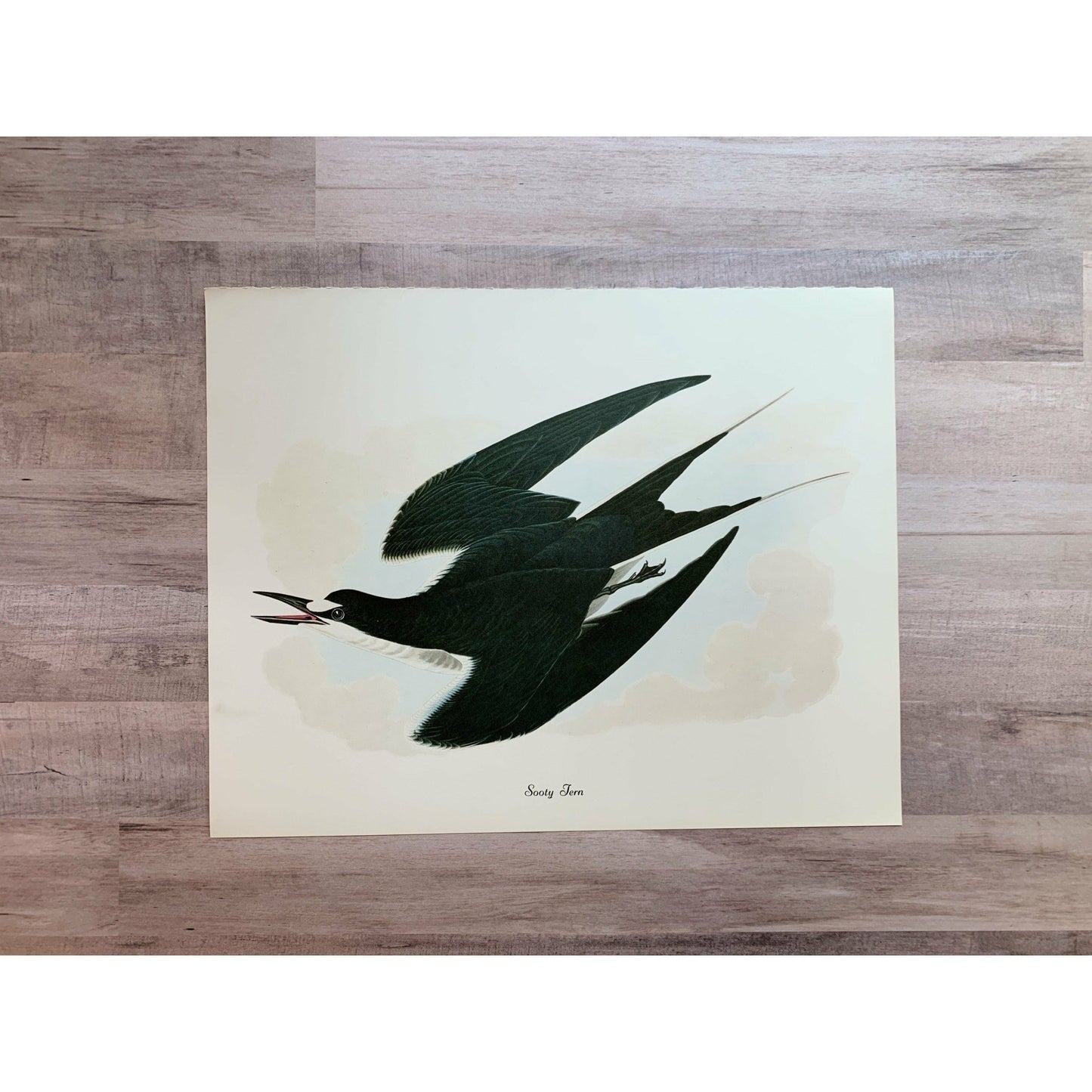 True Vintage Audubon Birds Prints, Authentic Old Book Plates for Framing, Bird Art Set - Pretty Old Books