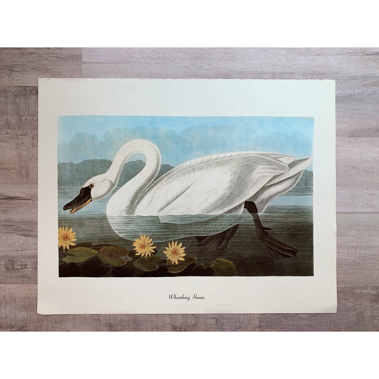True Vintage Audubon Birds Prints, Authentic Old Book Plates for Framing, Bird Art Set - Pretty Old Books
