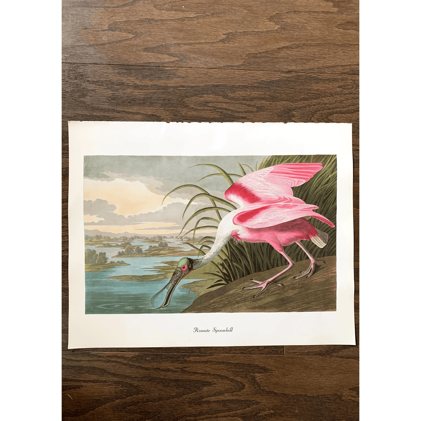 True Vintage Audubon Birds Prints, Authentic Old Book Plates for Framing, Bird Art Set - Pretty Old Books
