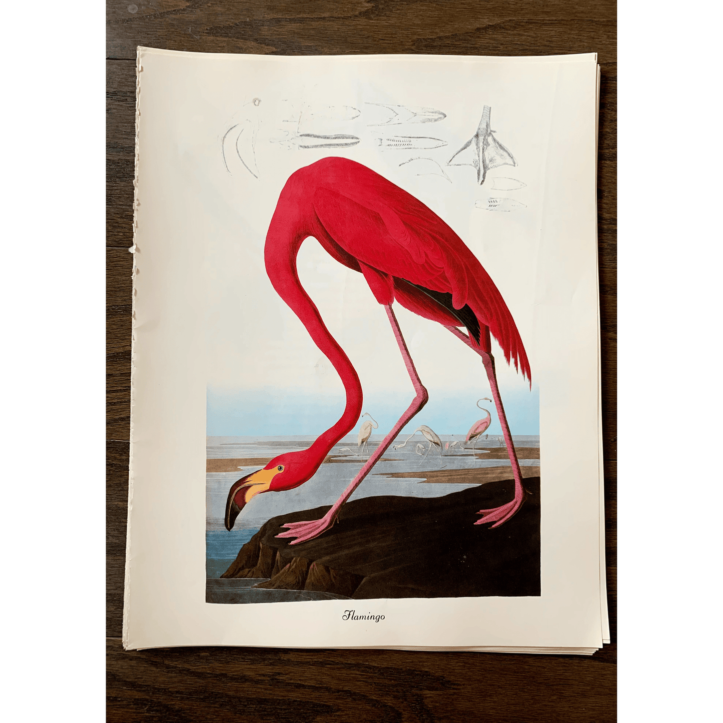 True Vintage Audubon Birds Prints, Authentic Old Book Plates for Framing, Bird Art Set - Pretty Old Books