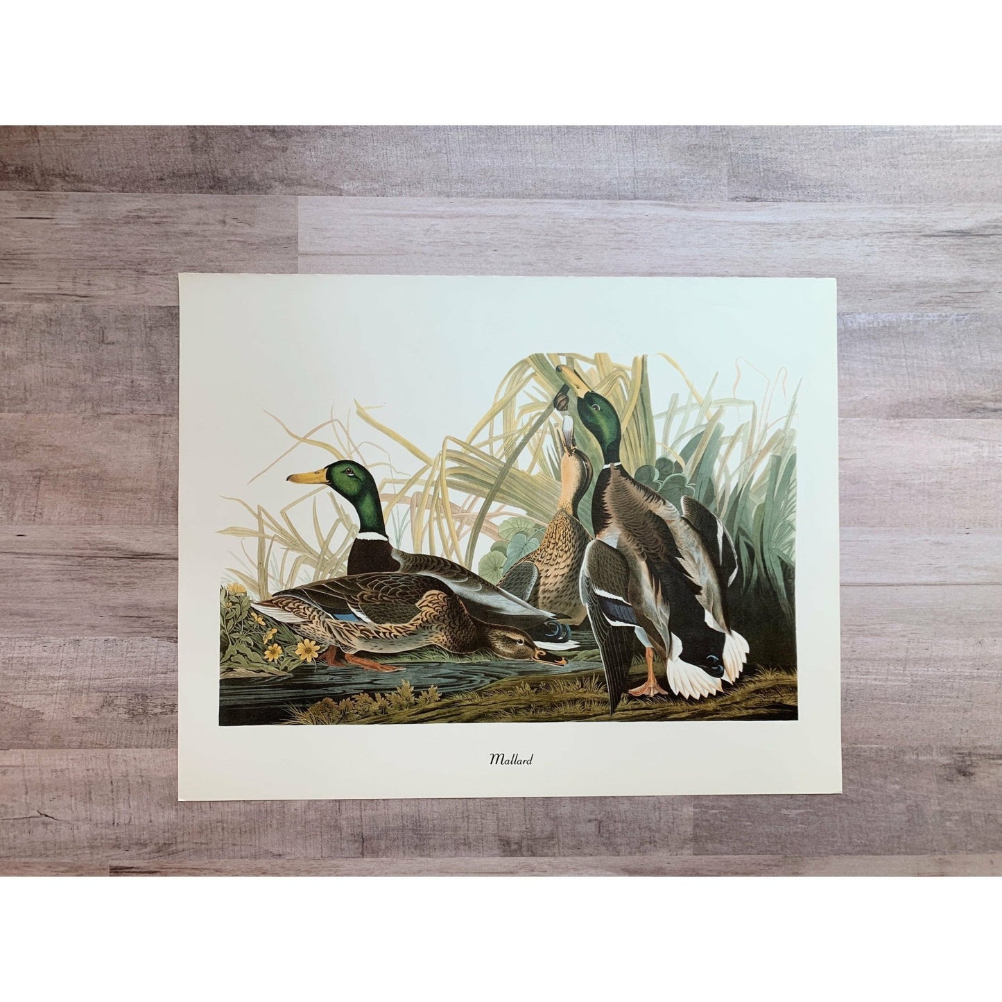 True Vintage Audubon Birds Prints, Authentic Old Book Plates for Framing, Bird Art Set - Pretty Old Books