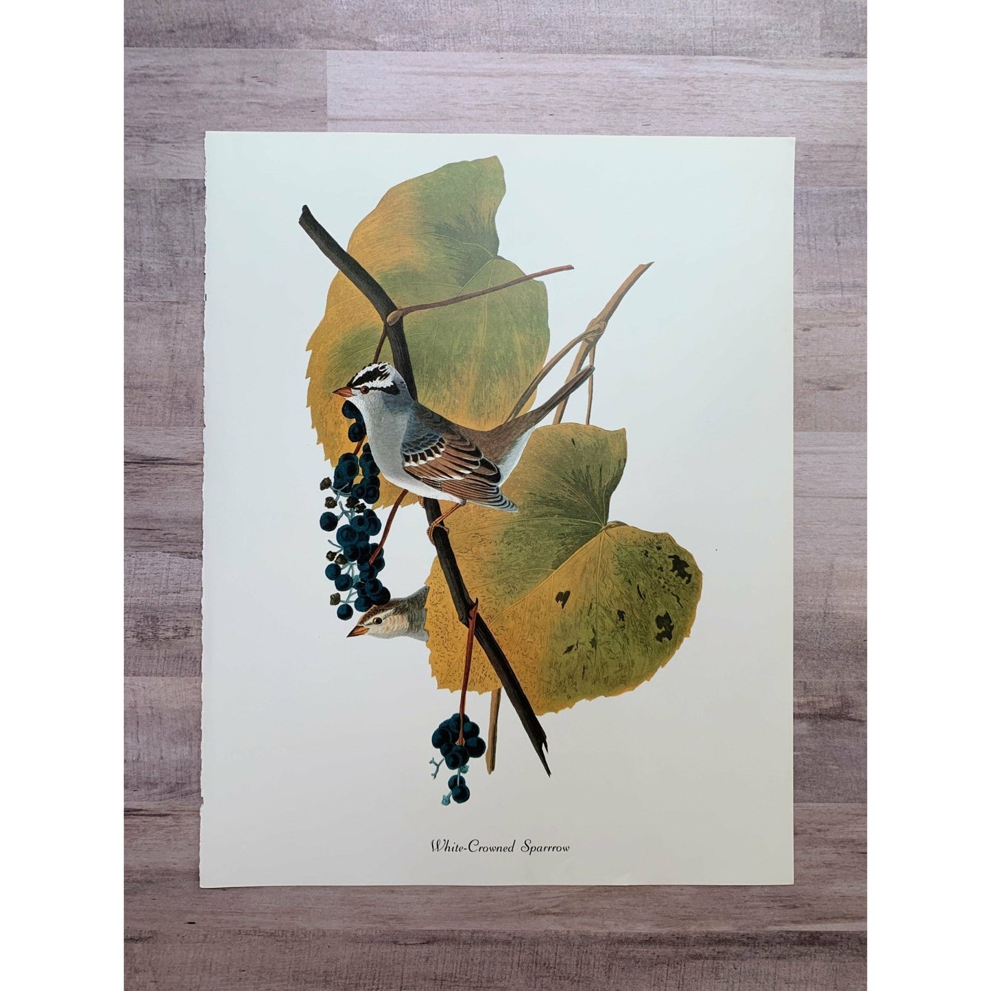 True Vintage Audubon Birds Prints, Authentic Old Book Plates for Framing, Bird Art Set - Pretty Old Books
