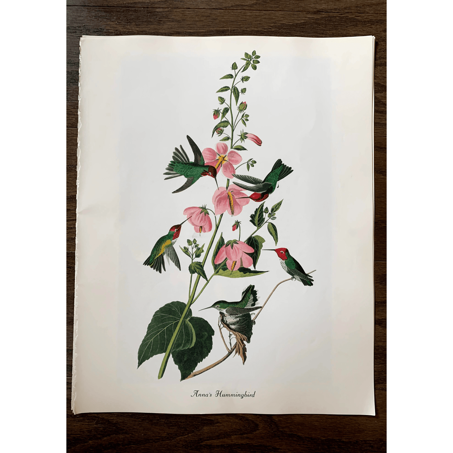 True Vintage Audubon Birds Prints, Authentic Old Book Plates for Framing, Bird Art Set - Pretty Old Books