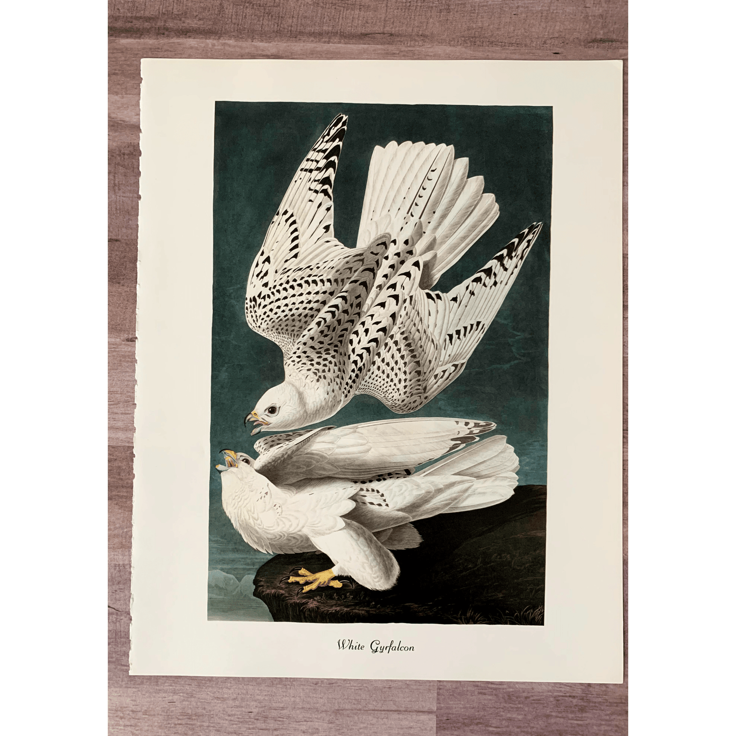 True Vintage Audubon Birds Prints, Authentic Old Book Plates for Framing, Bird Art Set - Pretty Old Books