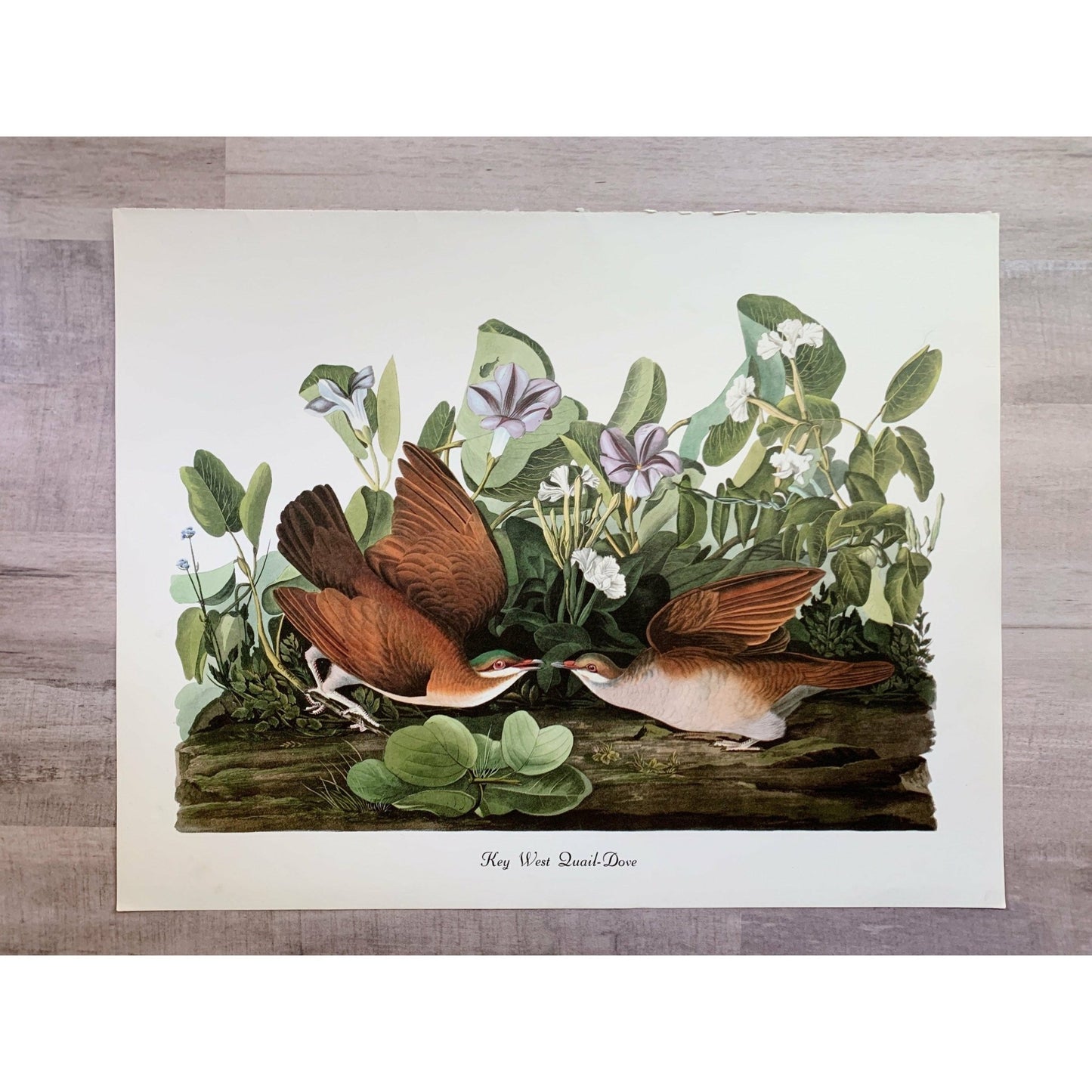 True Vintage Audubon Birds Prints, Authentic Old Book Plates for Framing, Bird Art Set - Pretty Old Books