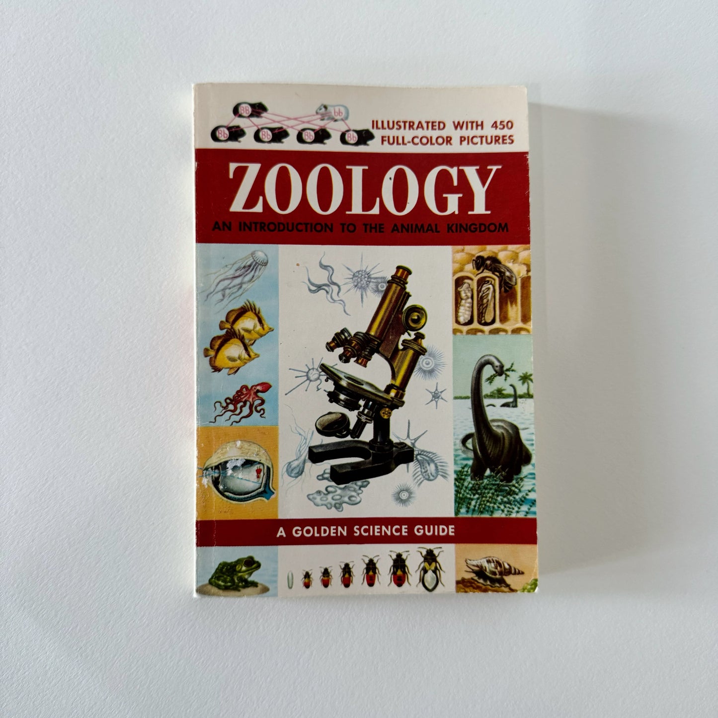 Zoology: An Introduction to the Animal Kingdom, A Golden Science Guide 1958