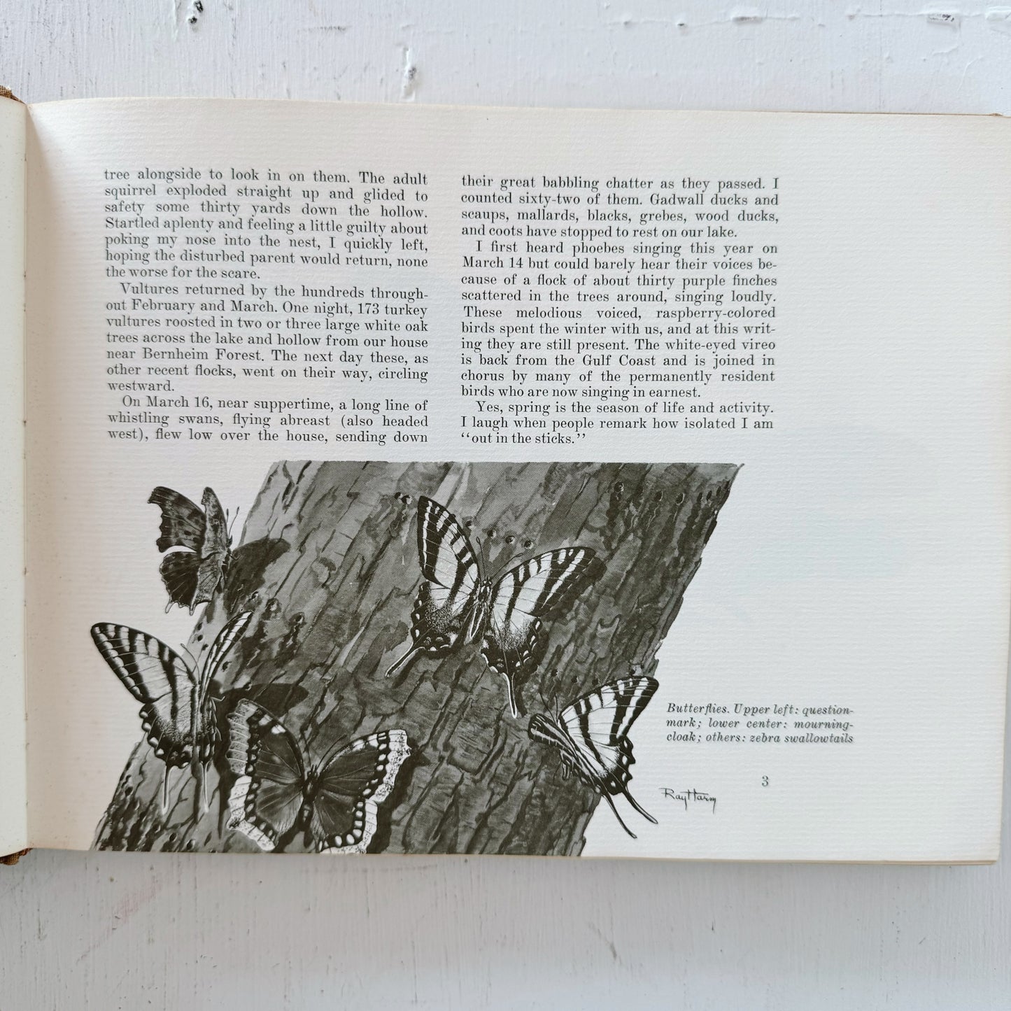 The Ray Harm Nature Sketchbook, First Edition, 1967 Naturalist Drawings