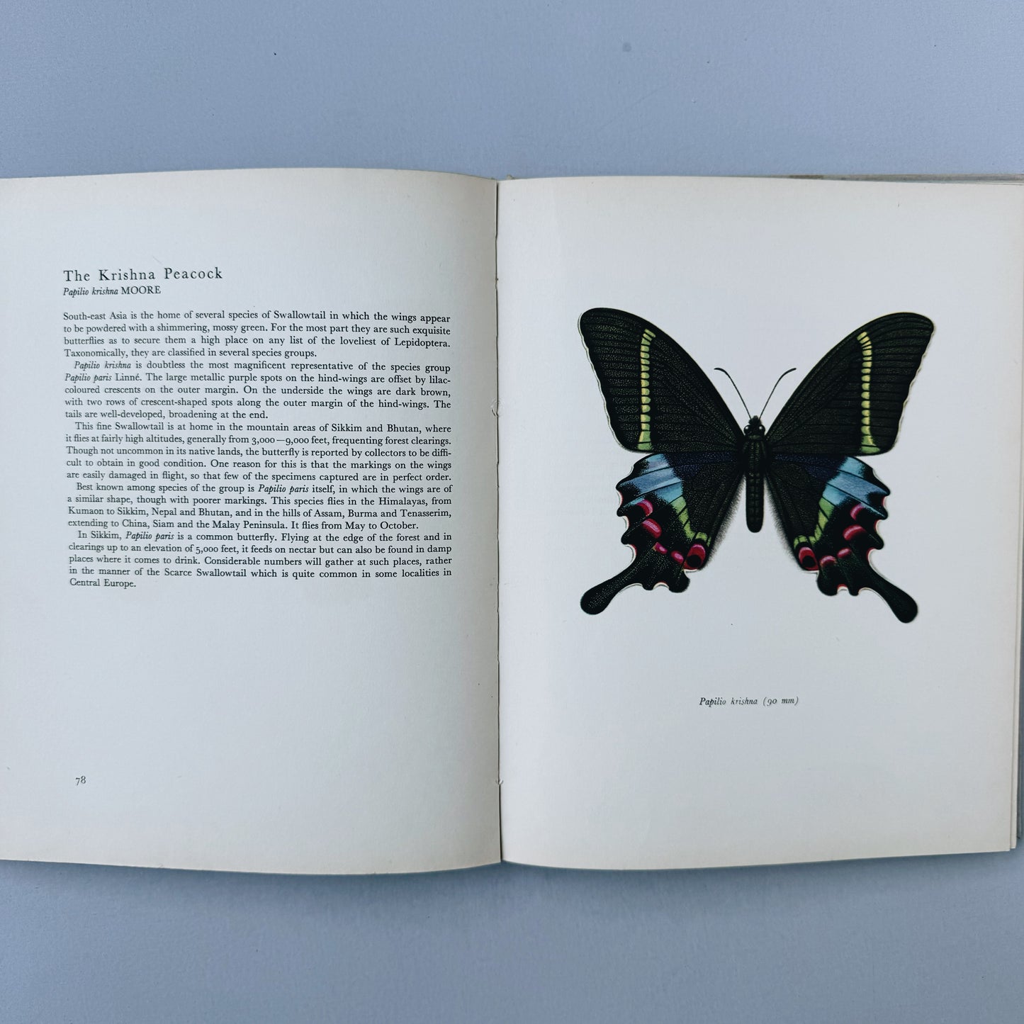 Beautiful Butterflies, Color Plates by F. Prochazka, 1964, Hardcover Book