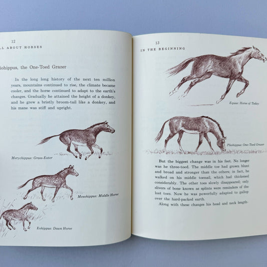 All About Horses, Marguerite Henry, 1962, Illustrated Children's Nonfiction