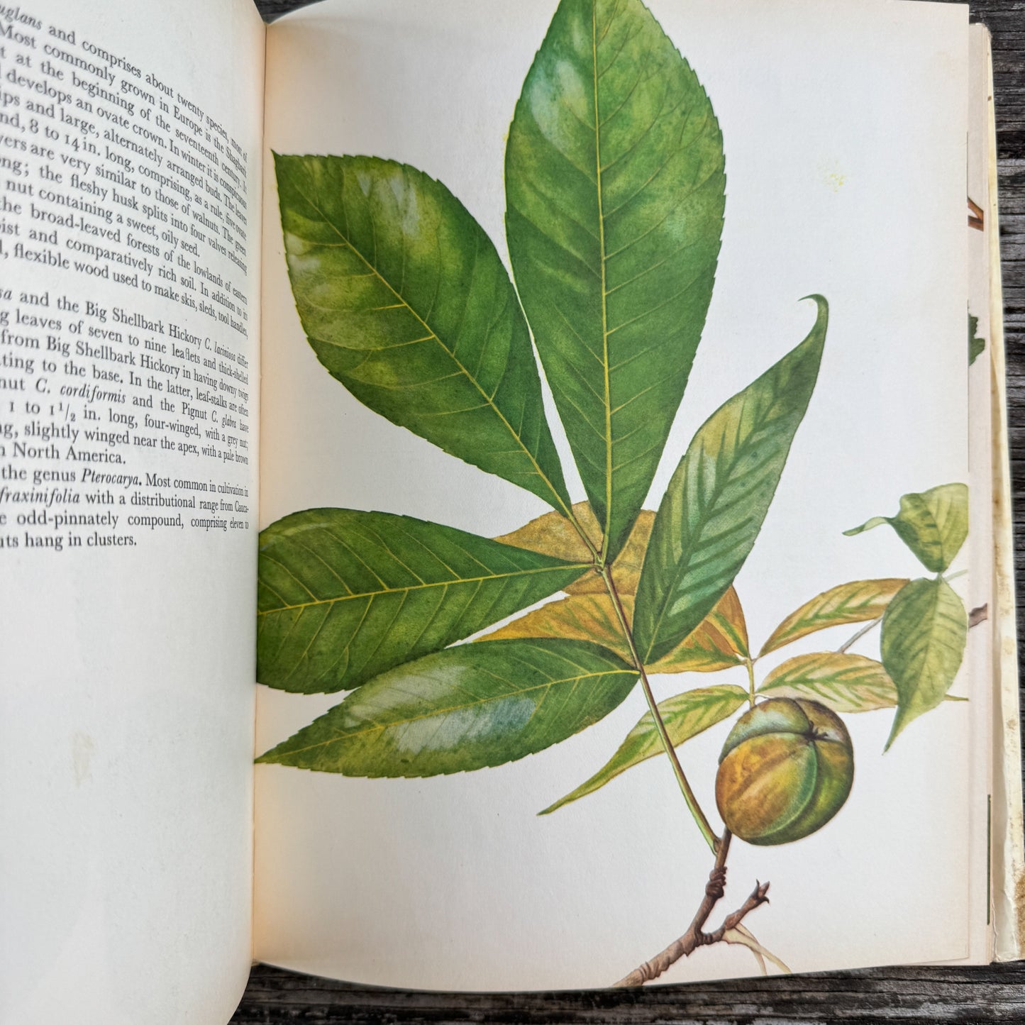 Trees of Parks and Gardens, J. Pokorny, Botanical Art, 1967