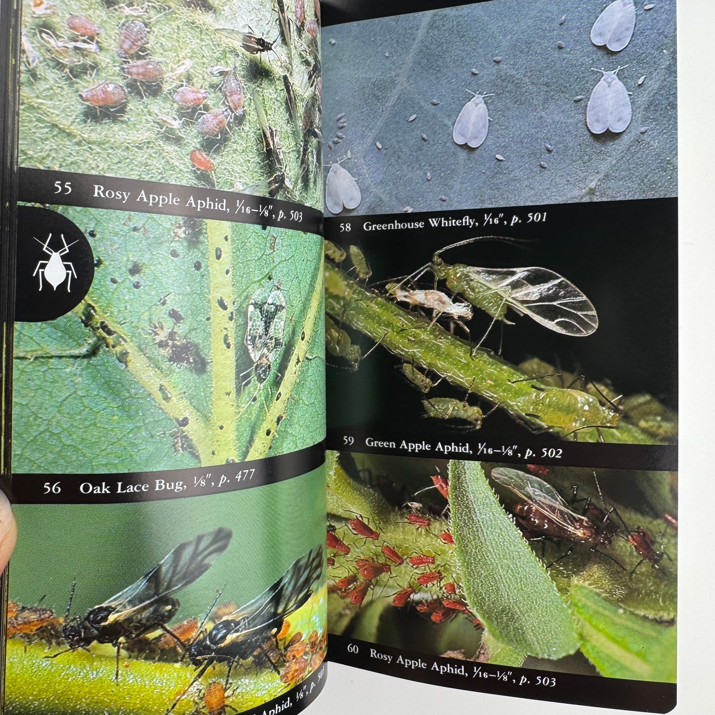 National Audubon Society Field Guide to Insects and Spiders, Good Condition Nature Study Guide