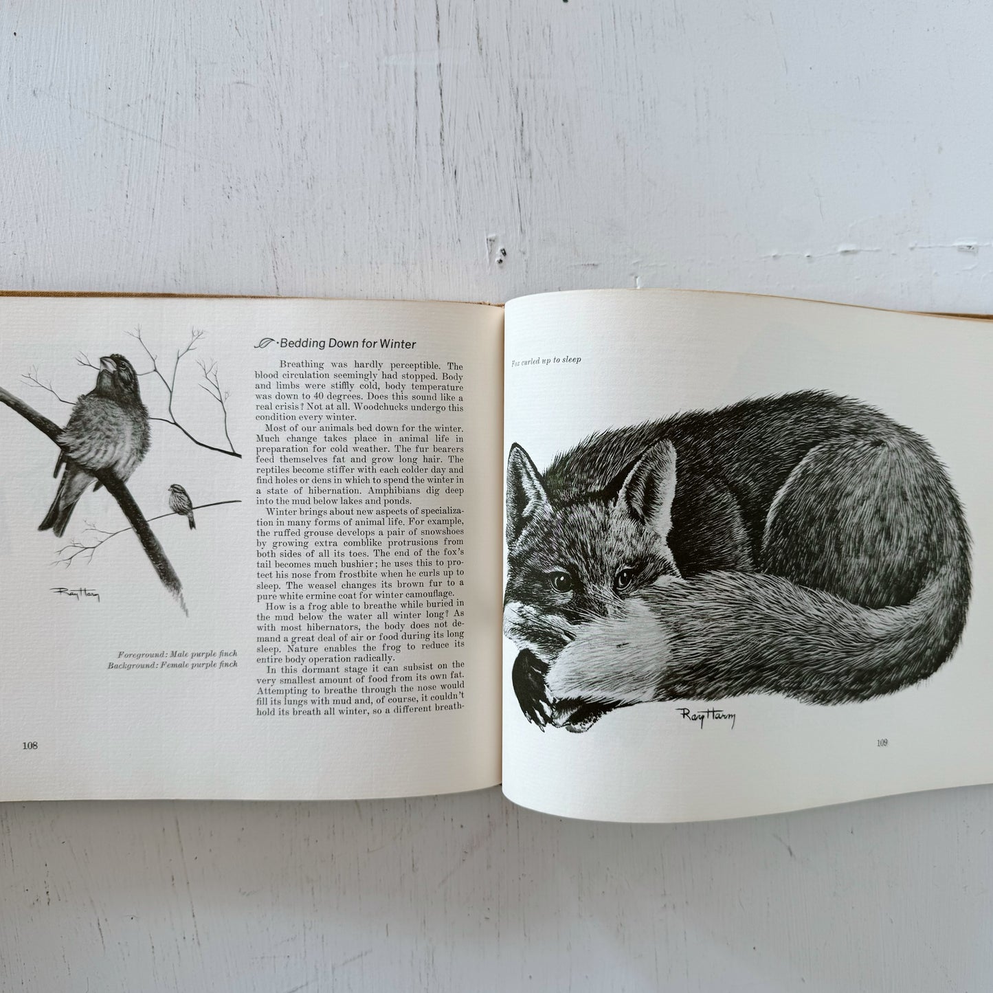 The Ray Harm Nature Sketchbook, First Edition, 1967 Naturalist Drawings