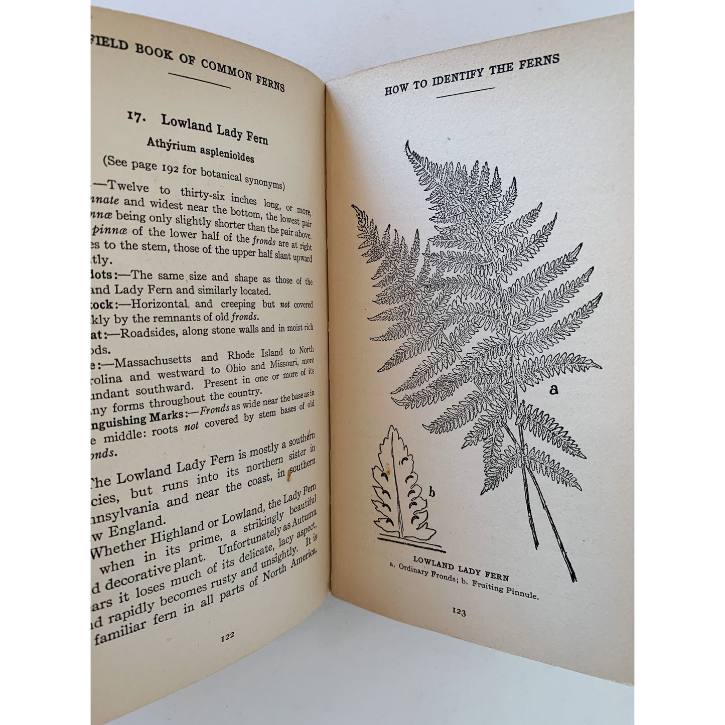 Field Book of Common Ferns, Eastern America, 1928
