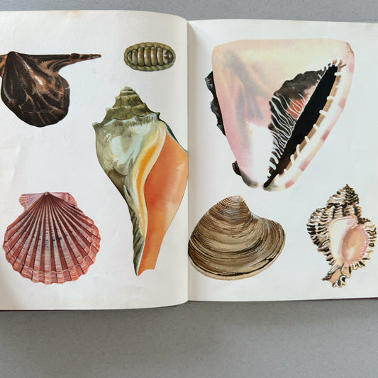 The Beginning Knowledge Book of Seashells, 1969 Illustrated Children's Book