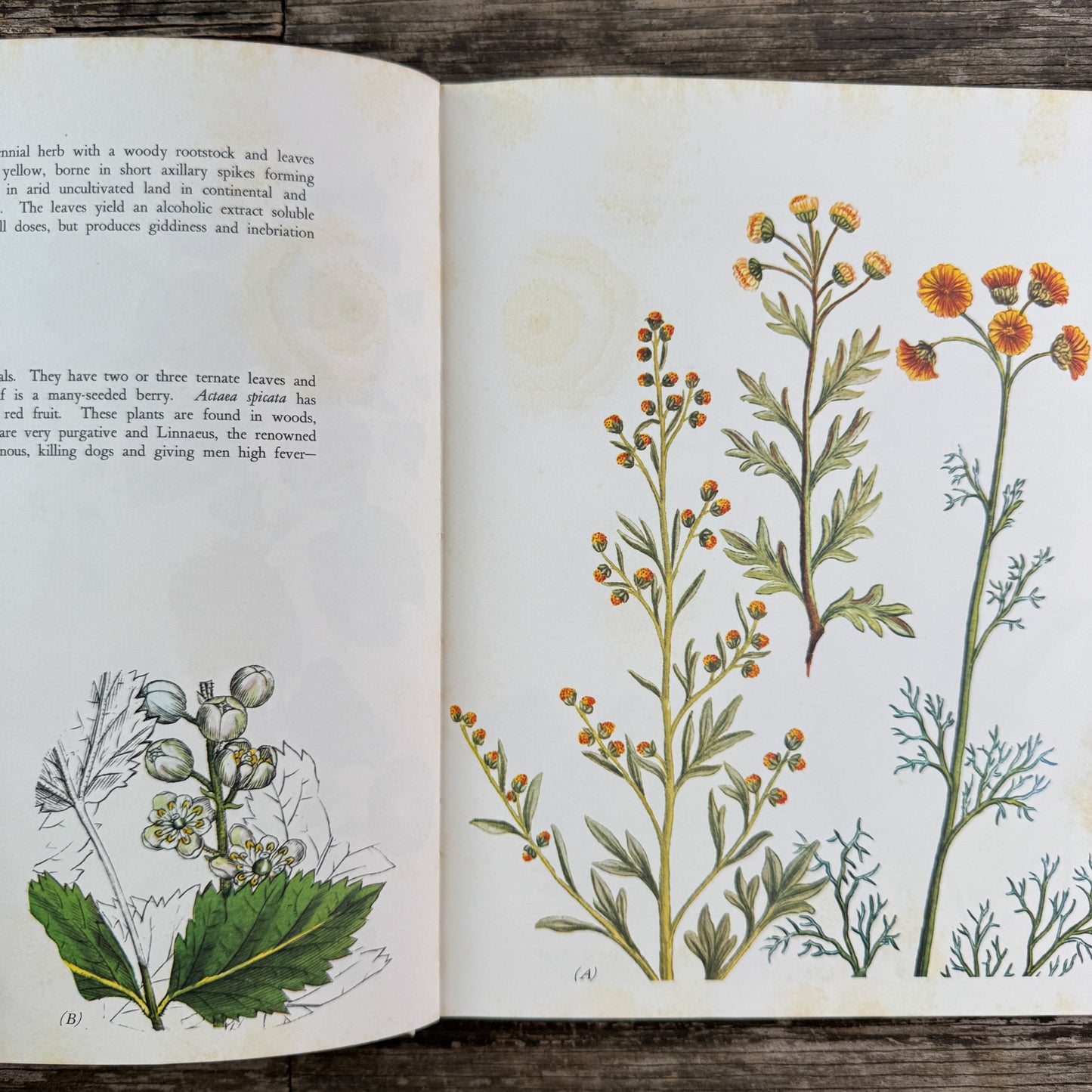 Wildflowers, Color Botanical Illustrations, 1973