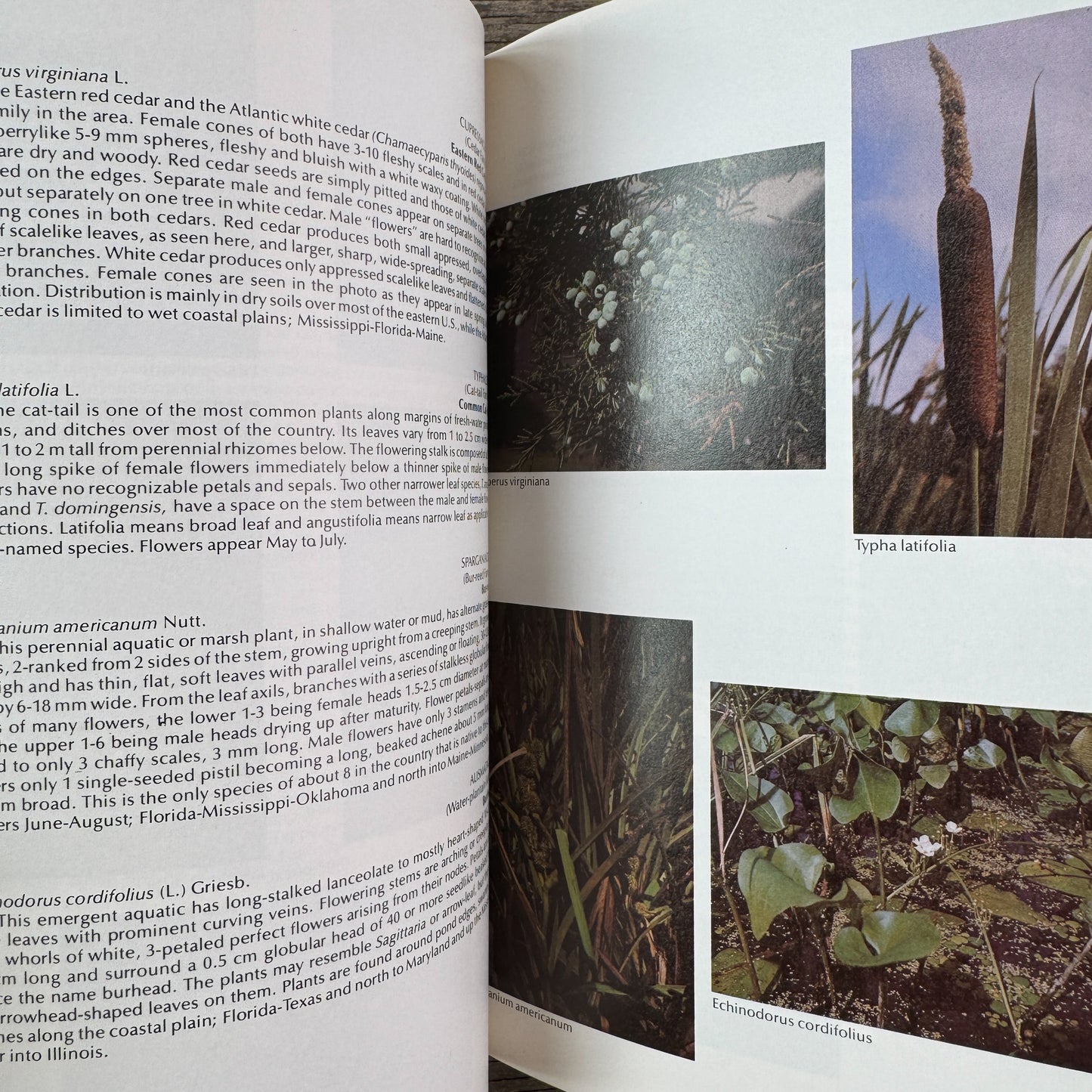 A Guide to Wildflowers of the Mid-South, 1979