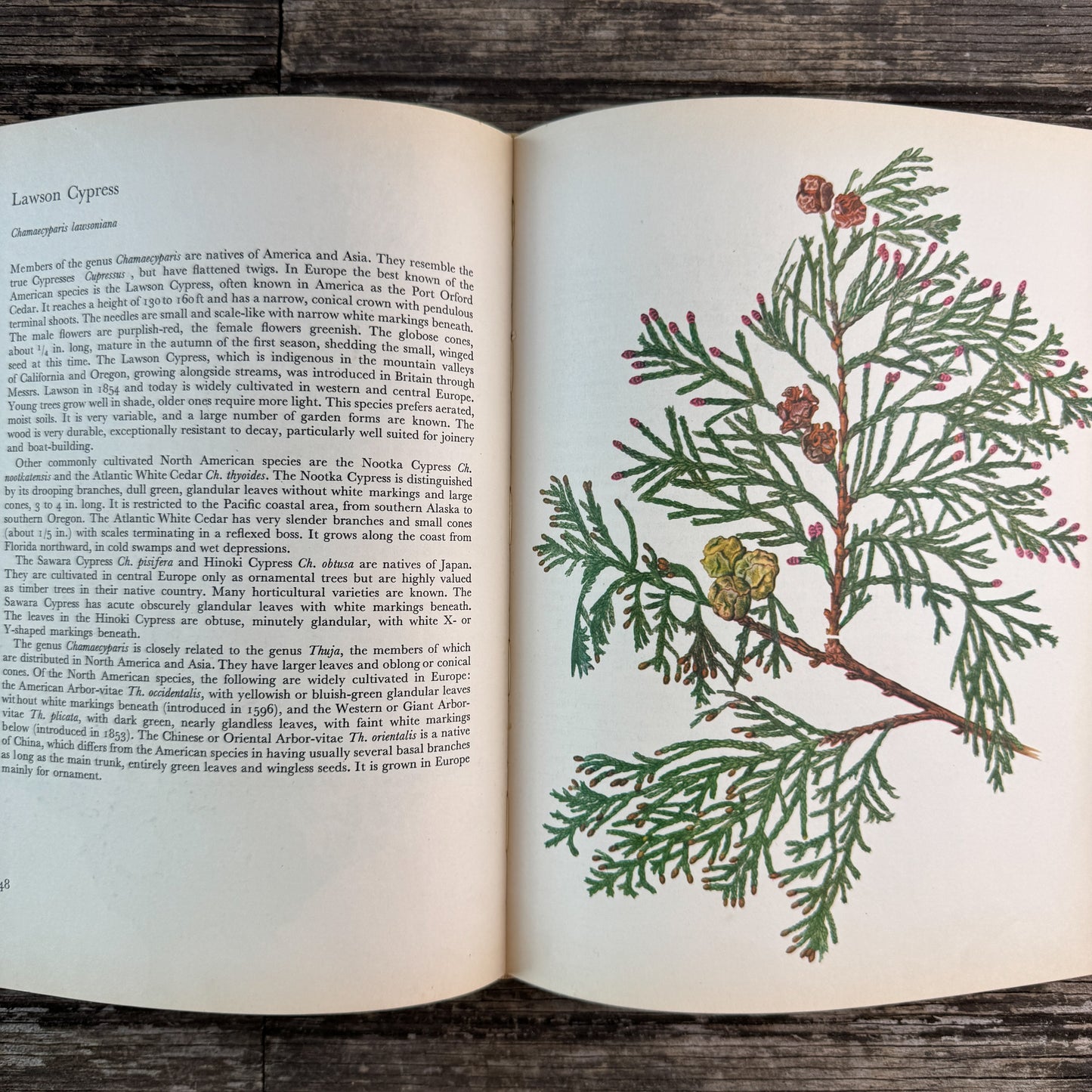 Trees of Parks and Gardens, J. Pokorny, Botanical Art, 1967