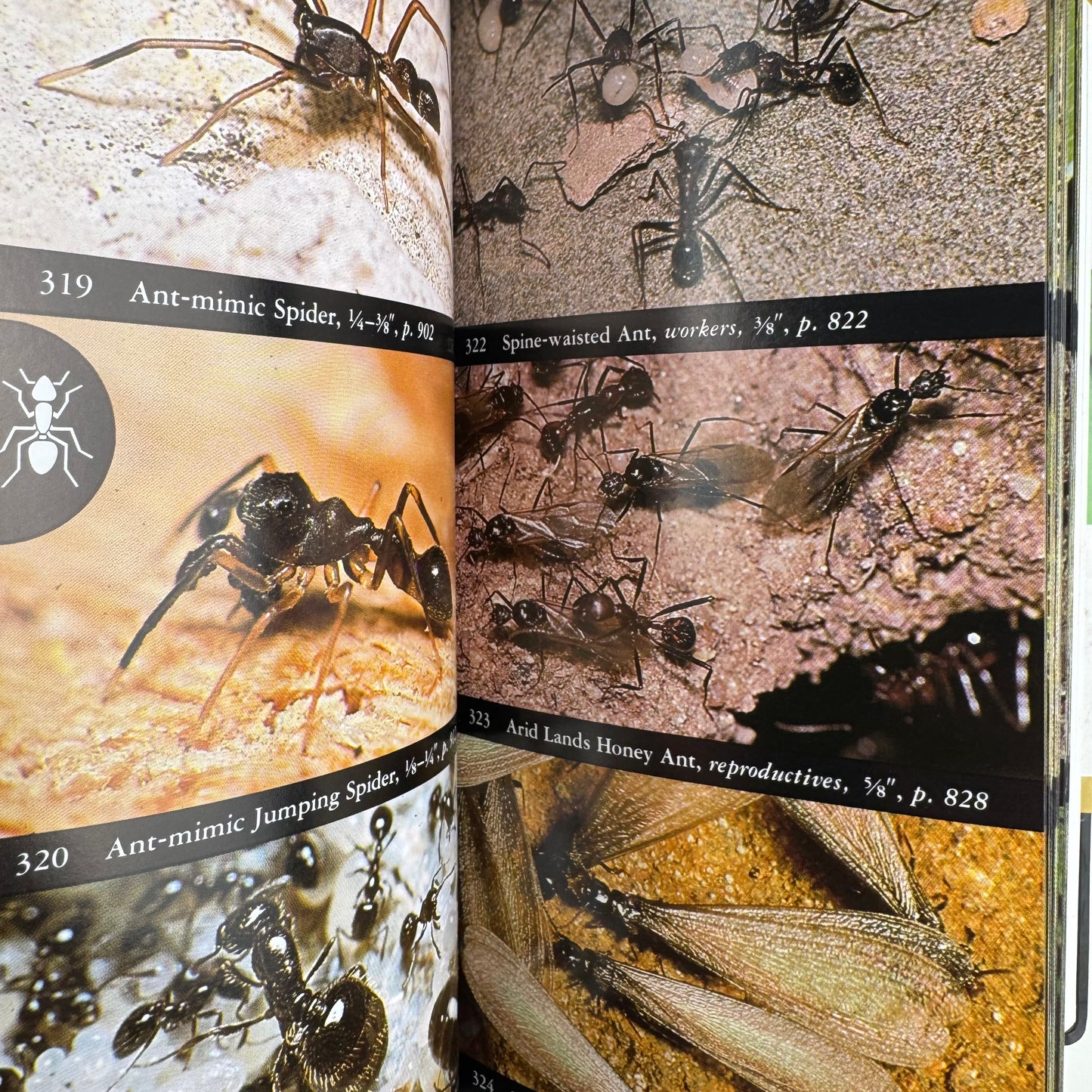 National Audubon Society Field Guide to Insects and Spiders, Good Condition Nature Study Guide
